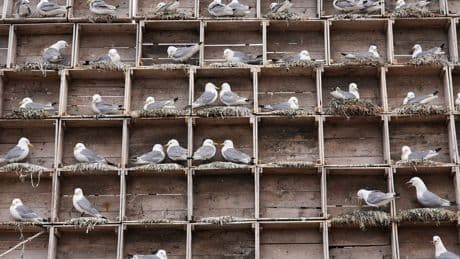 Arctic birders combat impact of climate change and avian flu on delicate ecosystem