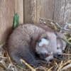 Red panda twins born in zoo breeding programme