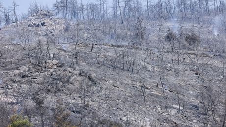 Réchauffement climatique : la Grèce et la Turquie en proie à de violents incendies