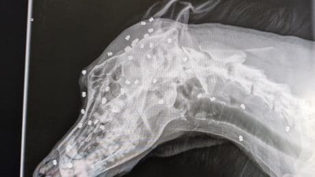 Dog survives being shot in the head more than 40 times with air rifle pellets as owner arrested