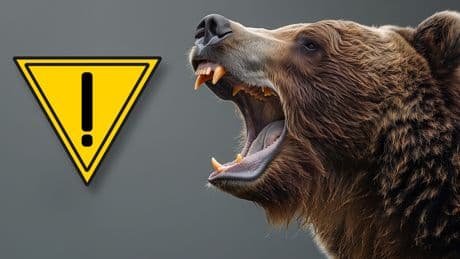 Glocken gegen Bären? Experten warnen vor unerwarteten Risiken im Wald
