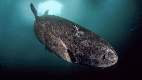 How Greenland Sharks Keep Their Vision For 400 Years