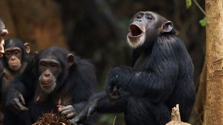 Gritos, gruñidos y percusión rítmica: los chimpancés combinan sonidos como palabras humanas