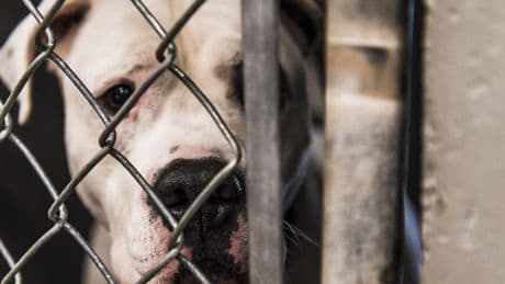 Cani pericolosi o padroni impreparati? Il vero senso del patentino obbligatorio