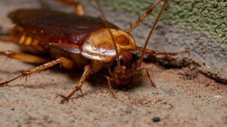 Insekten-Plage - Riesige Kakerlake breitet sich in Spanien aus