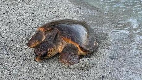 Cinque Terre, un’altra tartaruga avvistata sulla spiaggia di Monterosso