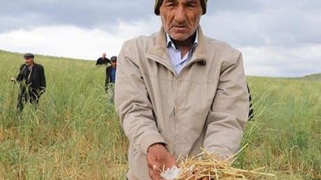 Haziran ayında dolu yağdı ekinler zarar gördü