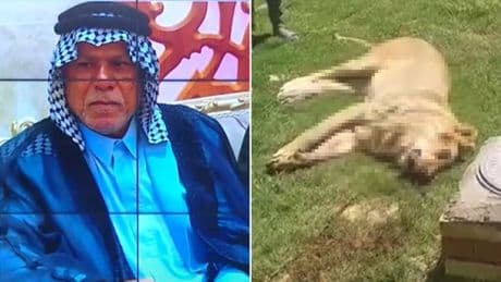 Man mauled to death and eaten by his pet lion he kept in a garden