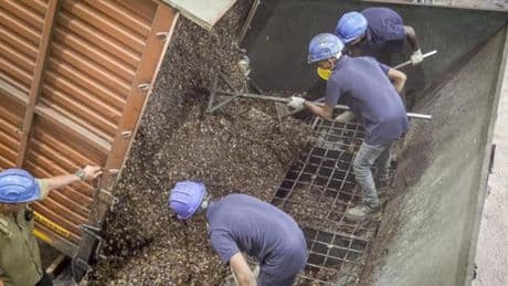 How Indian Cashew Nuts Are Powering Danish Ships