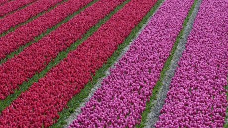 Débat sur les pesticides : comment font les autres pays européens ?