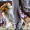 College football mascot has eye removed in major health blow ahead of new season