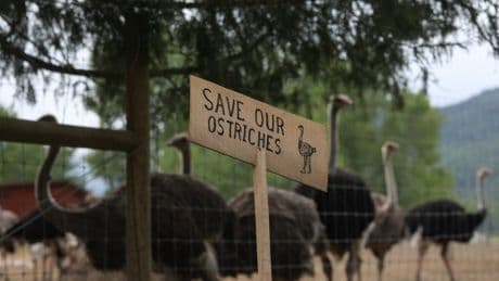 Protesters opposed to agency-ordered cull at ostrich farm prepare for long-term stay