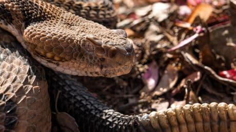 Hiker in Tennessee Who Picked Up a Venomous Snake Dies After Being Bitten