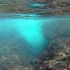 "C'est comme un feu sous-marin" : avec une eau à 26 degrés, la canicule marine fait des dégâts pour la faune et la flore