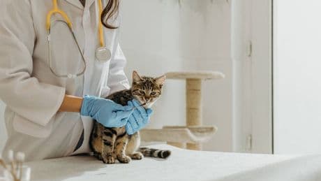 Katzen: Diese Symptome erfordern einen Tierarztbesuch