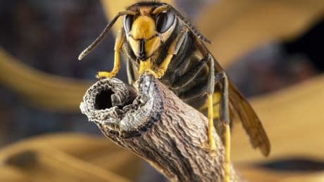 Achtung, Angriff! Warum ein Stich der Asiatischen Hornisse die sofortige Flucht erfordert
