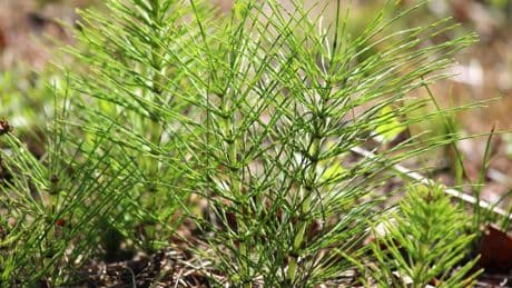 Tipps: Ackerschachtelhalm im Garten? So machen Sie sich die Pflanze zunutze