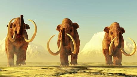 Menschheit und Tiere am historischen Wendepunkt