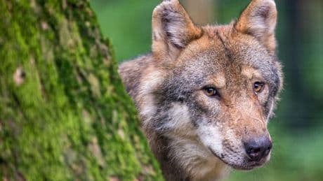 Mehrheit im EU-Parlament - Weg für mehr Wolf-Abschüsse frei