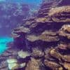 Rekordbleiche in Australien: Riff am Limit: Great Barrier Reef verliert massiv Korallen