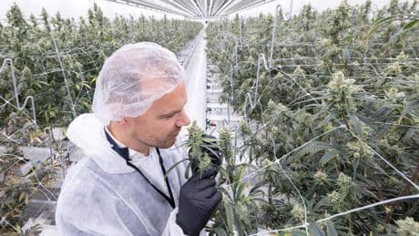 Glinsterende toppen, vapes met 72 procent THC en kluizen vol cannabis: zo gaat het eraan toe bij legale wietteler Hollandse Hoogtes