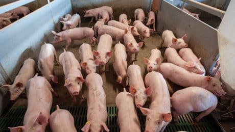 &#8216;Staat moet vanwege stank meer veehouderijen laten krimpen&#8217;