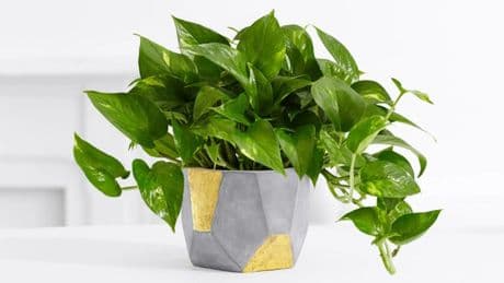 Ni cactus ni bonsáis: seis 'plantas ventilador' que refrescan tu casa absorbiendo el calor