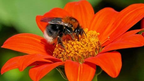 Tout comprendre sur l’acétamipride, cet insecticide qui enflamme l’Assemblée