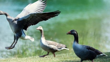 Biologie: Wenn Gänse und Menschen um die besten Plätze am Badesee streiten