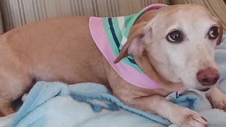 Blind man walks 7 miles a day handing out flyers to find his stolen service dog: ‘Bam Bam means the world to me’