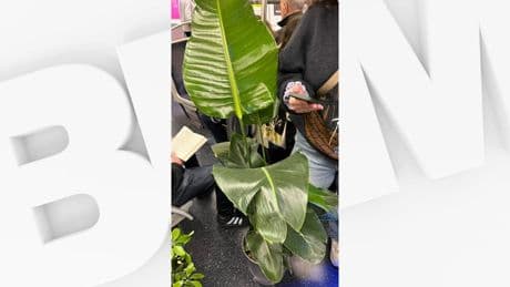 "On l'a appelée Prune": une usagère reçoit une amende de 150 euros pour avoir transporté une plante dans le métro