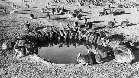 Going Wild (Again): Feral Rabbits In Australia Evolve New Morphologies