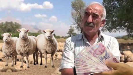 Üreticiler isyan noktasında: Aylık 130 bin TL maaşa rağmen çalışacak çoban bulunamıyor