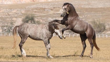 TİGEM 59 safkan Arap koşu tayı satacak
