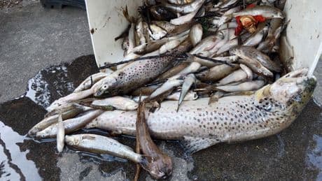 Wer ist verantwortlich? - Flüsse verseucht, Tausende Fische tot im Wasser