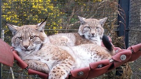 Three lynx illegally released in Scottish Highlands moved to wildlife park