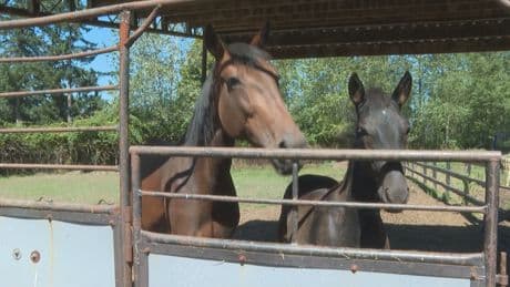 ‘It’s going to hurt a lot of people’: Pushback to Surrey horse racing track closure