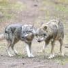 Umgang mit Wölfen: Bund unterstützt Wolfsjagd in Problemgebieten