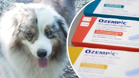 Afschuw om afslankmiddel voor honden: ‘Echt absurd!’