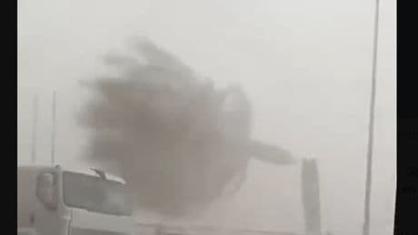 Lluvias torrenciales en la Comunidad Valenciana y Cataluña: el viento parte una palmera en Catral