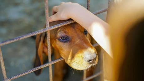 La falta de tiempo, el principal obstáculo para adoptar animales en España