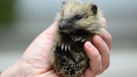Tierwelt: Viele Gefahren für Igel in Sachsen durch Menschen