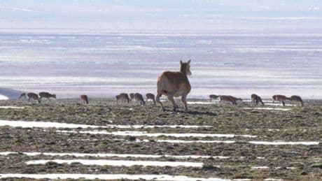 Global First! DEEP Robotics Robot Dogs Go Deep into Hoh Xil to Collaborate in Protecting Tibetan Antelopes