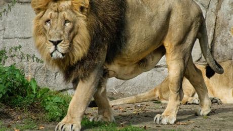 A Zoo in Denmark Wants to Feed Your Pets to Its Predators