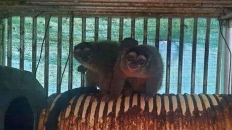 PETA applauds GOP lawmakers' demand to halt NIH funding for 'cruel' overseas animal testing