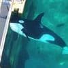 Misery of the abandoned orcas: Killer whales and dolphins are left trapped in shut-down marine park - as campaigners plead for them to be saved