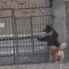 Hiergeblieben! - Wachhund stoppt Bären-Babys