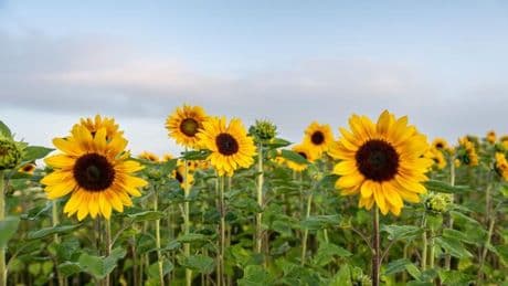 Wetterausblick: Wochenende bringt Sonne und bestes Grillwetter