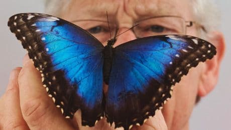 In een lab vol zelfgebouwde instrumenten onderzoekt Doekele Stavenga (83) het geheim van iriserende dierenkleuren