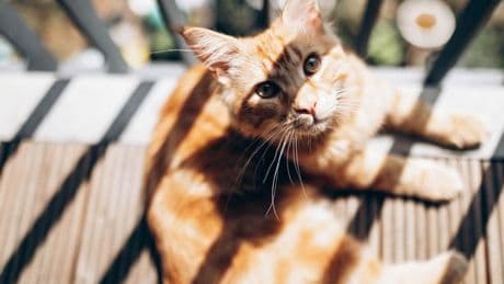 Vets warn of overlooked ‘high-rise syndrome’ as mini heatwave hits the UK